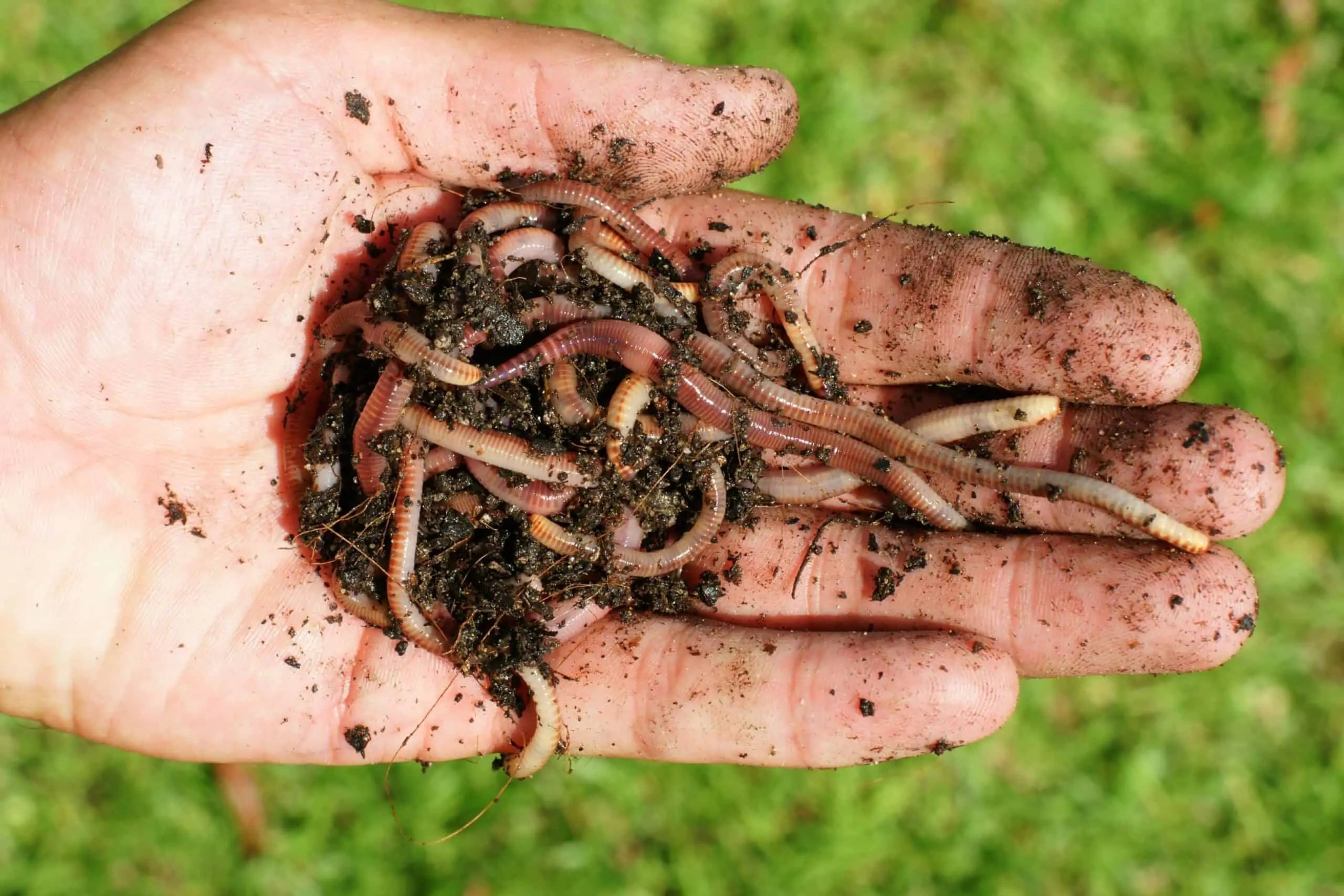 How Fast Do Red Wiggler Worms Reproduce In Compost?