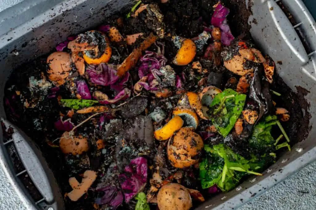Is Mold in Compost Bin Bad? (Not Really...)