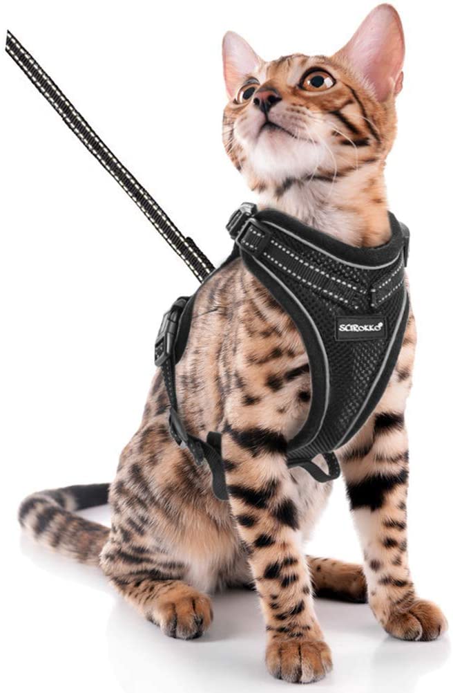 The Best Bengal Cat Harness [2024] That Bengal Cat