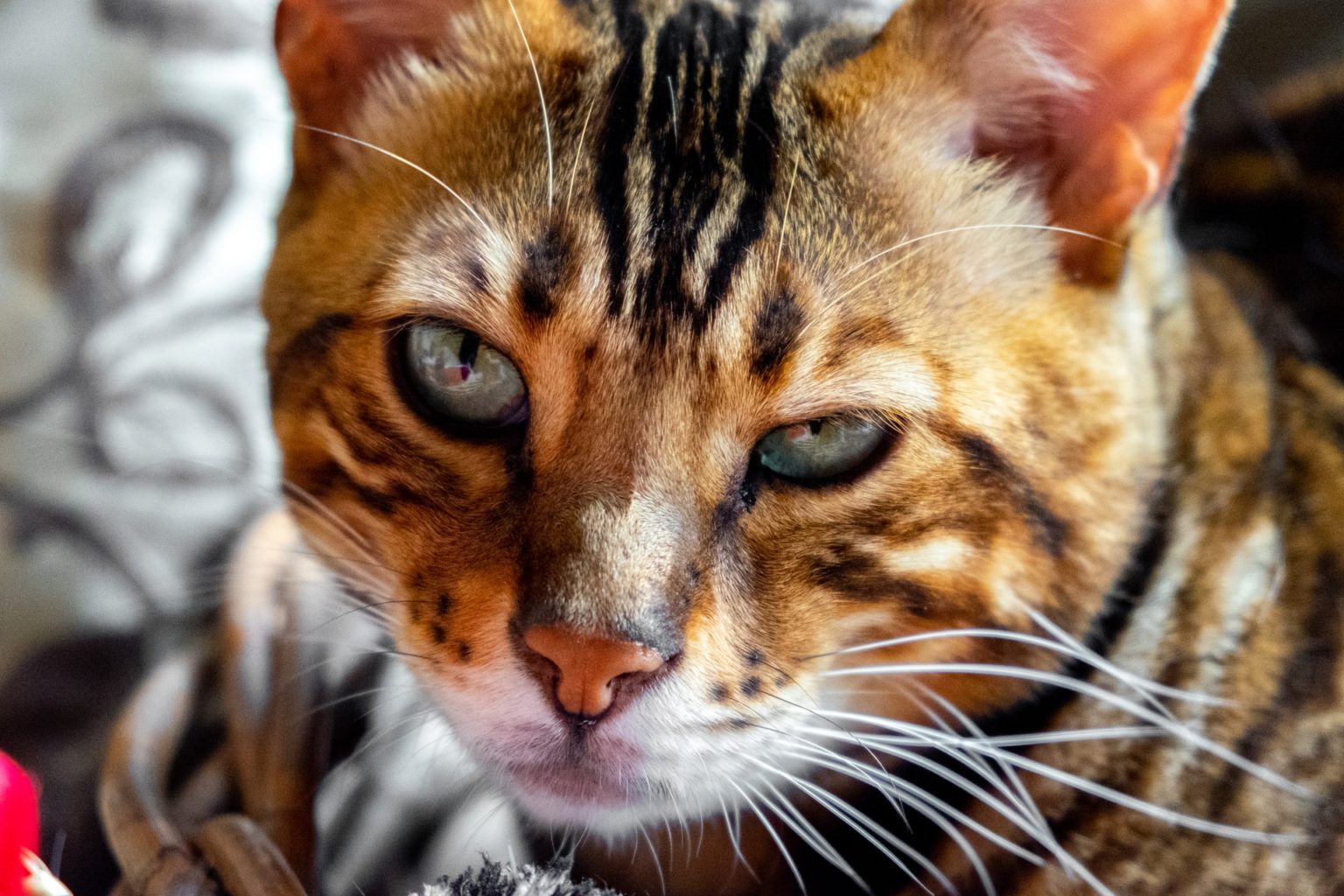Prices of Bengal Cats The Definitive Global(ish) Guide [2021]