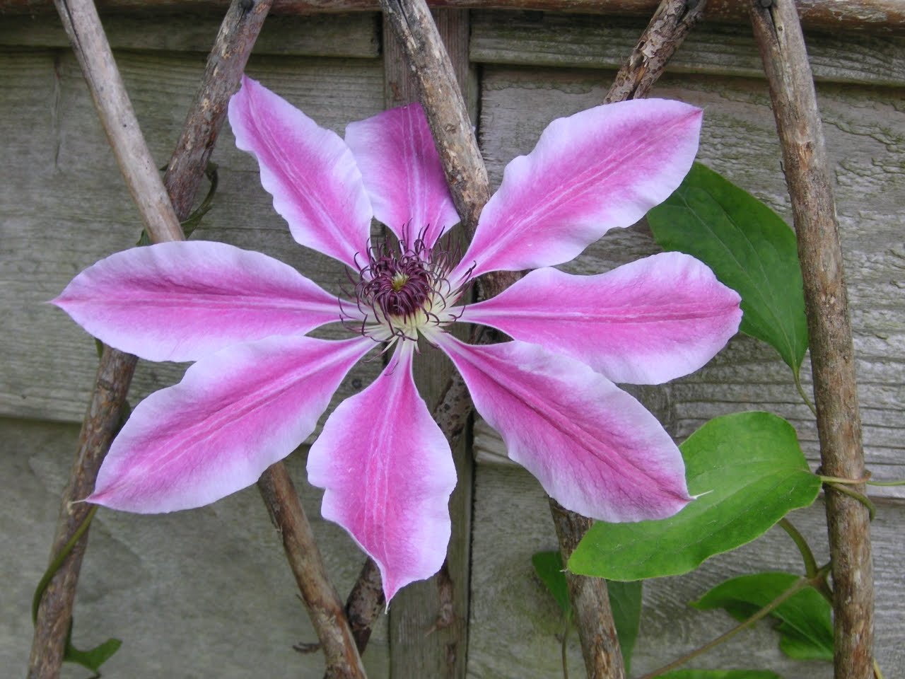 pruning clematis That Bloomin' Garden