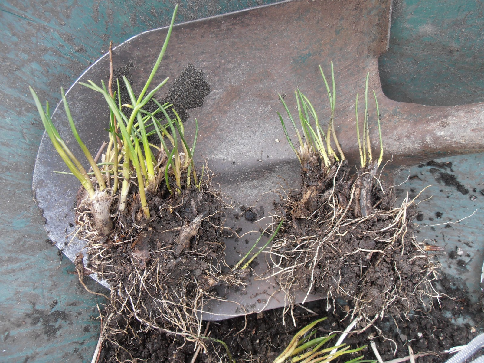 how to grow and divide chives. That Bloomin' Garden