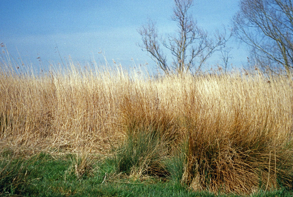 Water Reed Thatching