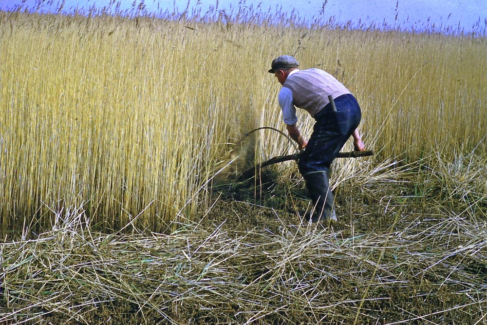 Water Reed Thatching