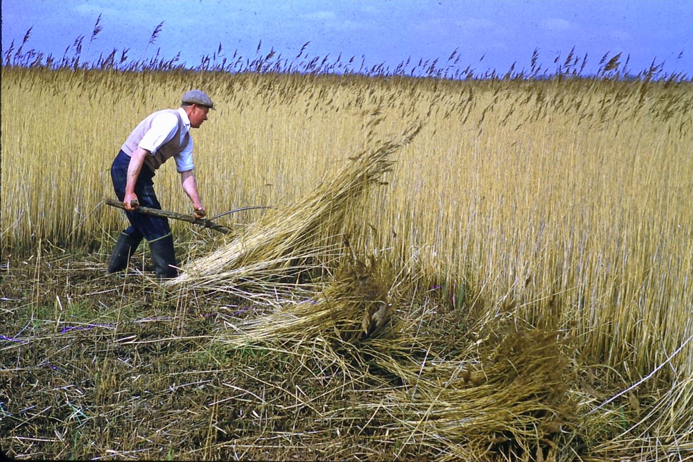 Water Reed Thatching