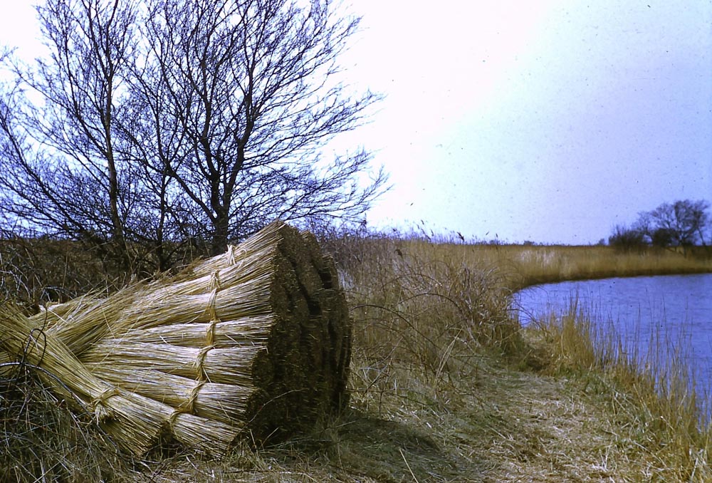 Water Reed Thatching