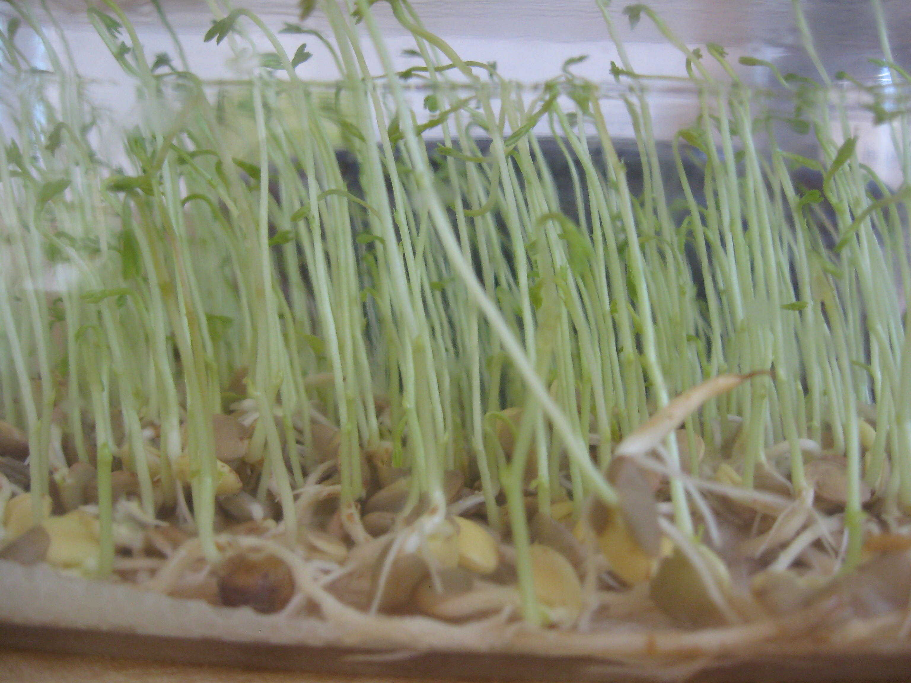 How to grow lentils at home