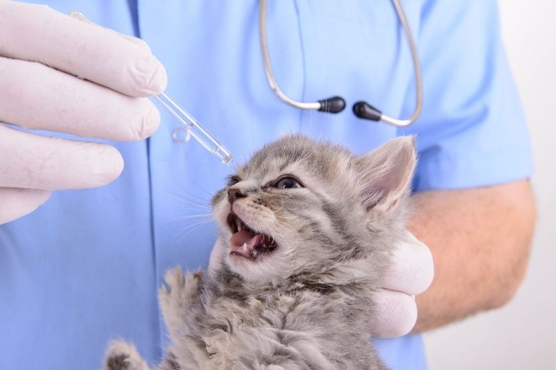 How Often Should You Take Your Cat To The Vet? That Cuddly Cat