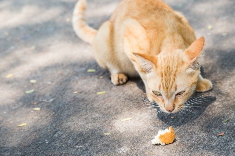 Can Cats Eat Bread? That Cuddly Cat