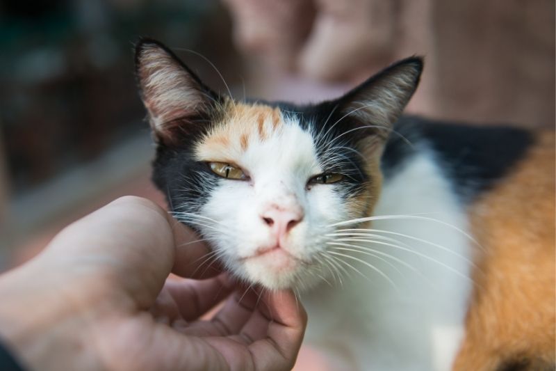 Why Does My Cat Headbutt Me? That Cuddly Cat