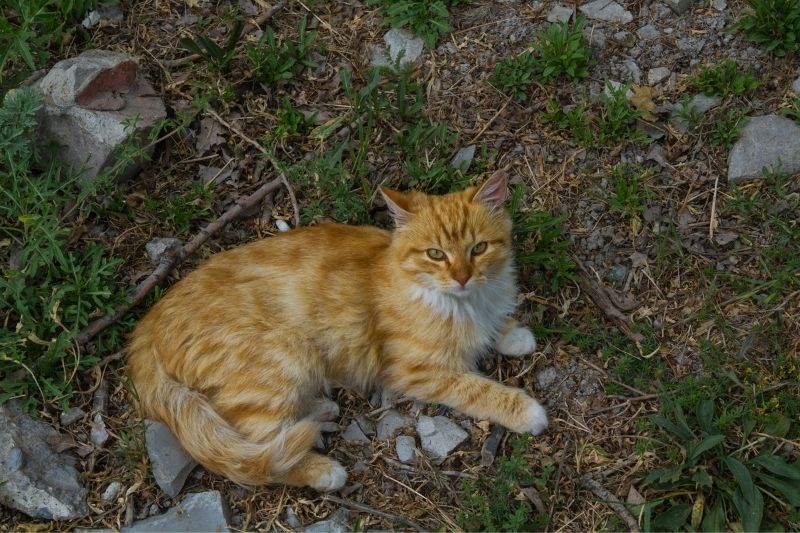 Will My Cat Come Back If I Let Them Outside? That Cuddly Cat