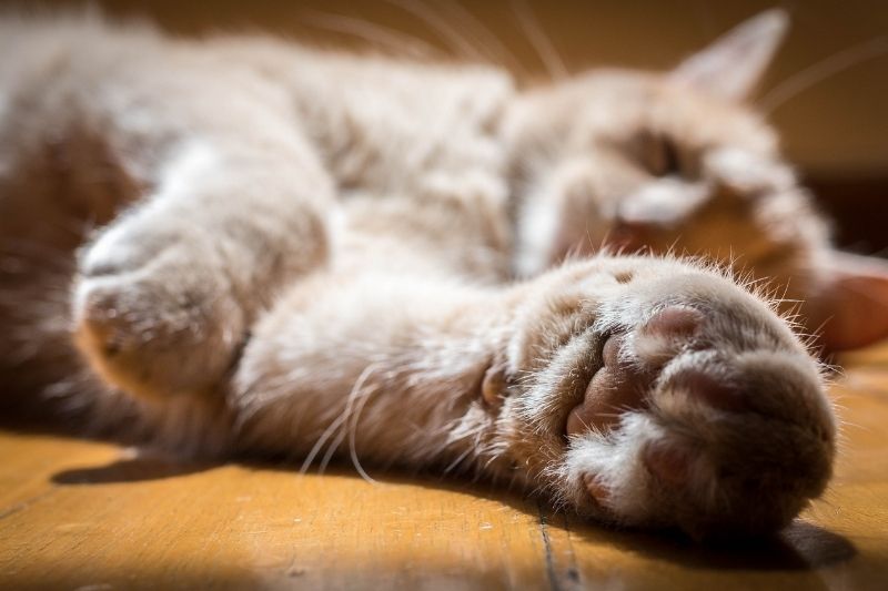 Why Does A Cat Knead? That Cuddly Cat