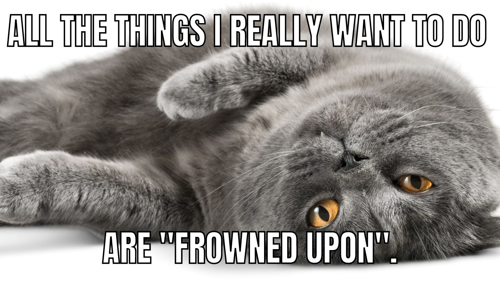 25 Funny Cat Memes to Brighten Your Day That Cuddly Cat