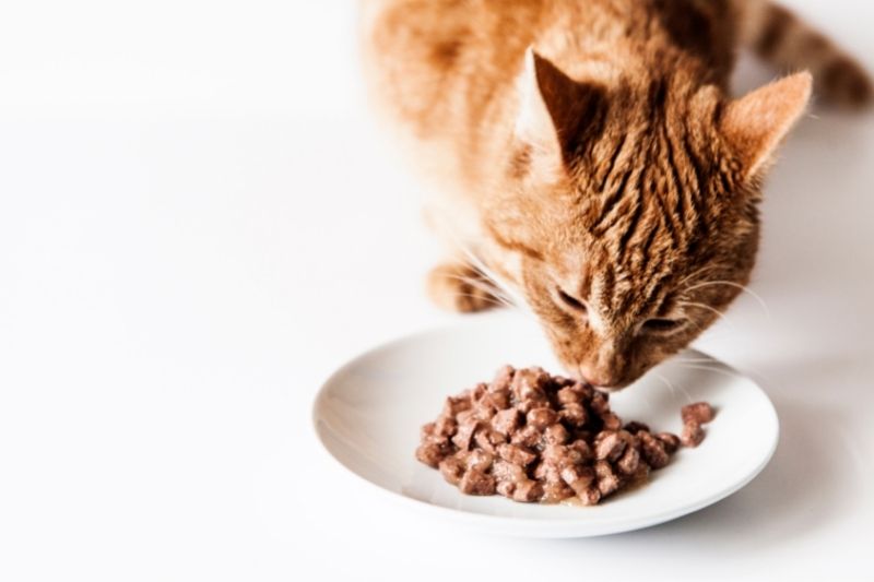 Best Fresh Cat Food Top Products for Your Feline That Cuddly Cat
