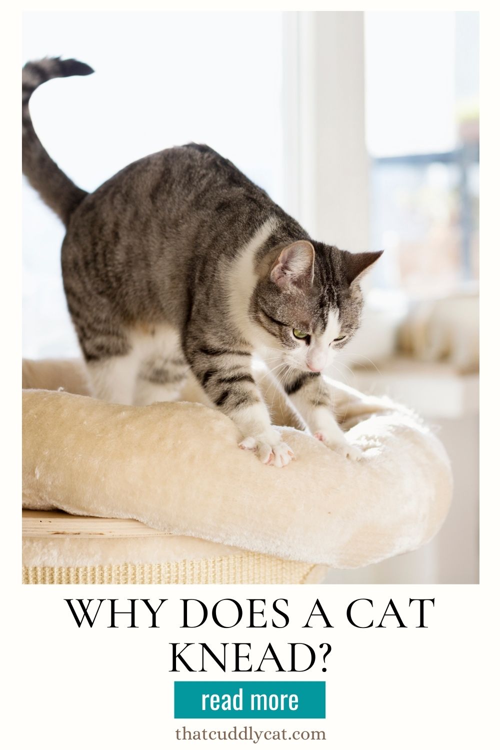 Why Does A Cat Knead? That Cuddly Cat