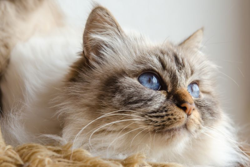 7 Cat Breeds With Fluffy Tails That Cuddly Cat