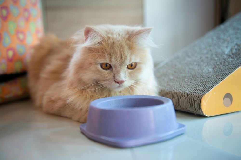 4 Best Automatic Cat Feeders for Wet Food That Cuddly Cat
