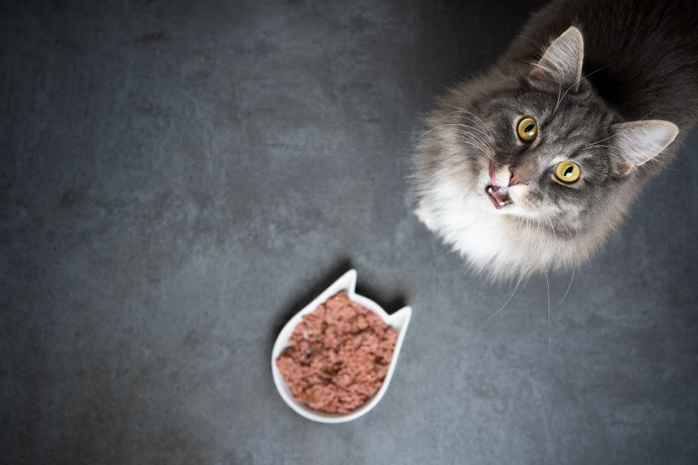 4 Best Automatic Cat Feeders for Wet Food That Cuddly Cat