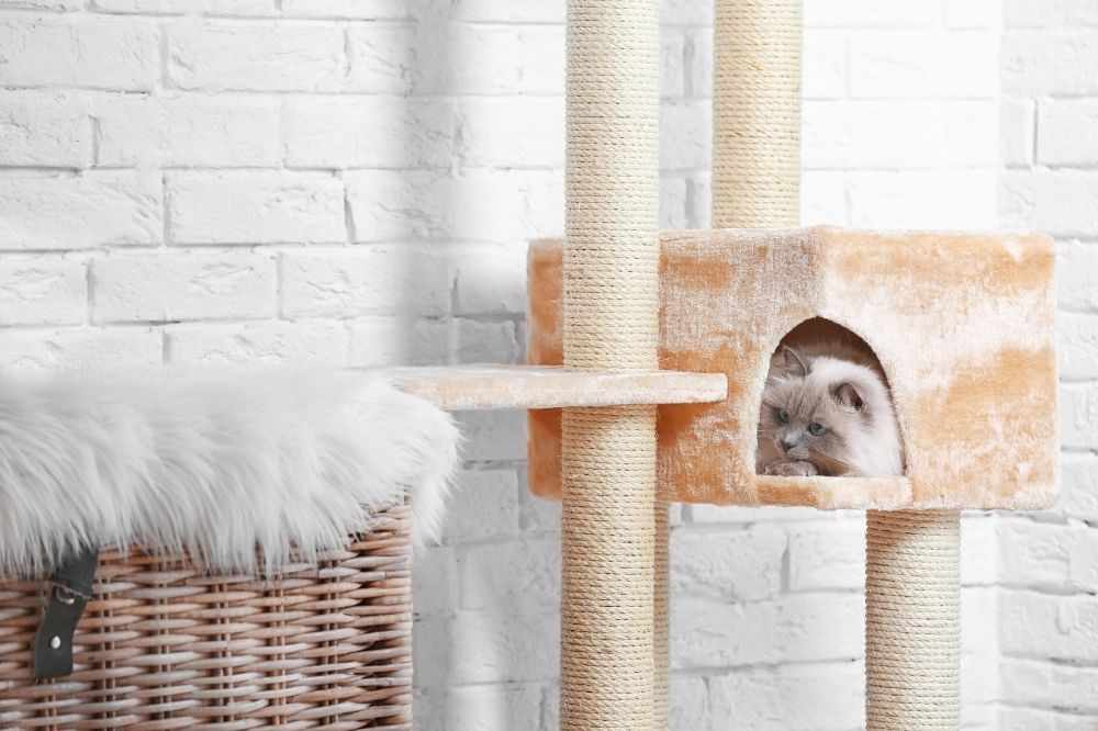 Best Cat Condos Give Your Cat Their Own Space That Cuddly Cat