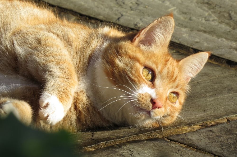 Can Cats Eat Mangoes That Cuddly Cat