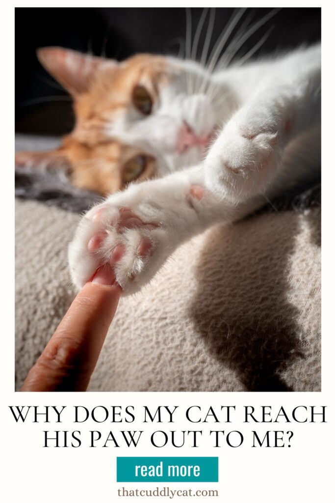 Why Does My Cat Reach His Paw Out To Me? That Cuddly Cat