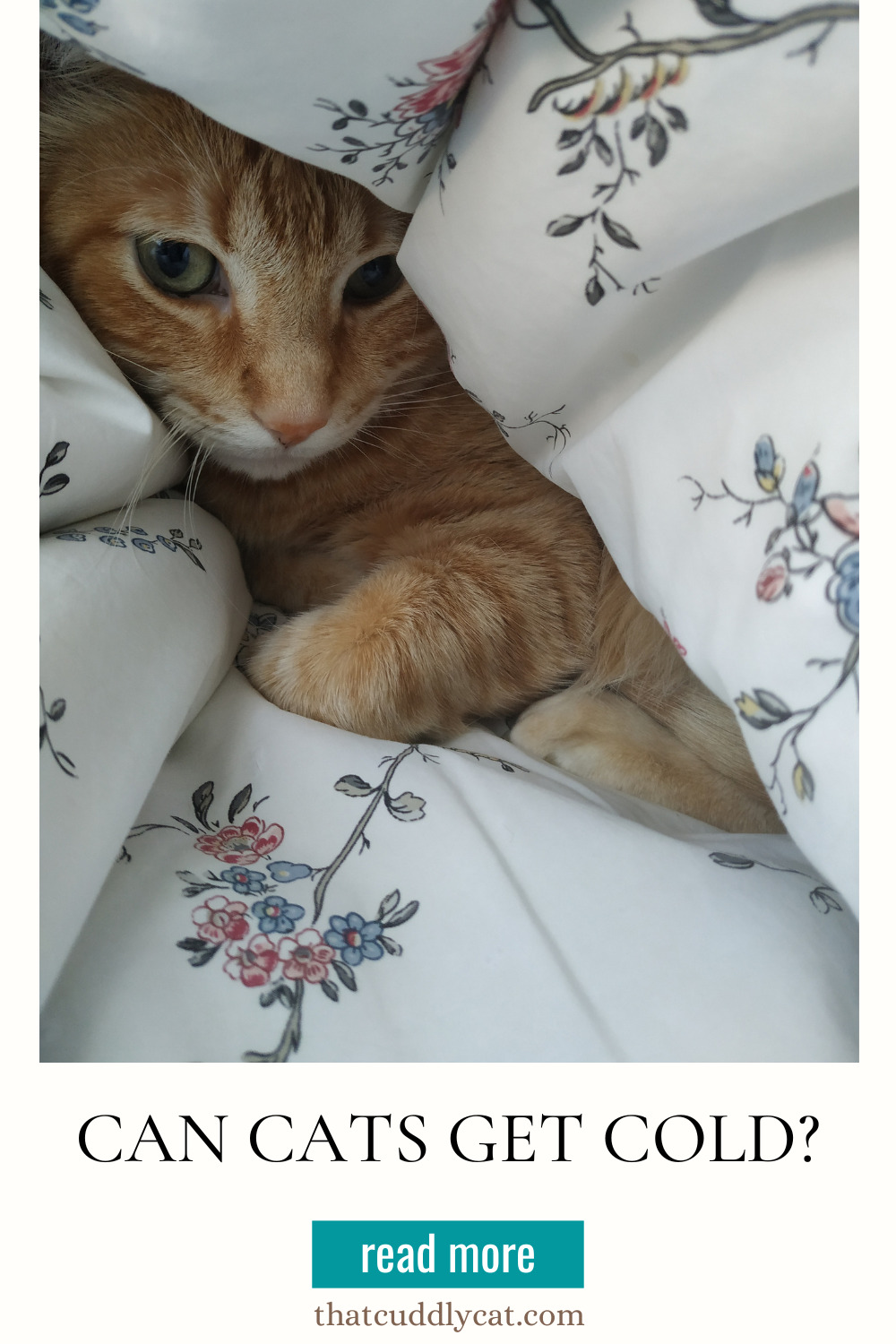 Do Cats Get Cold? That Cuddly Cat