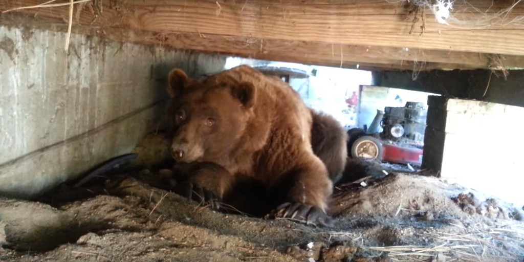 Video Huge bear poops angrily after being ousted from under porch