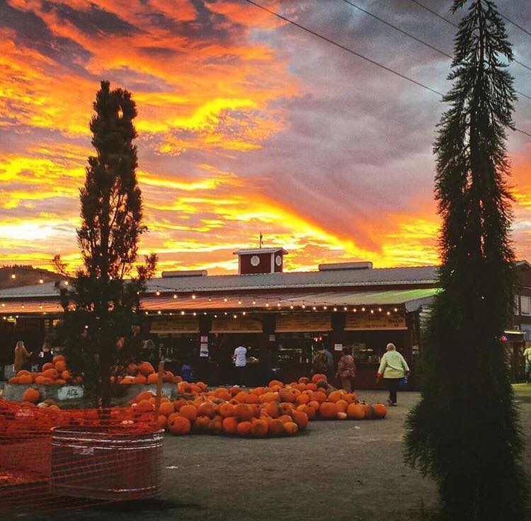 7 Amazing Oregon Pumpkin Patches You Have To Visit in 2019