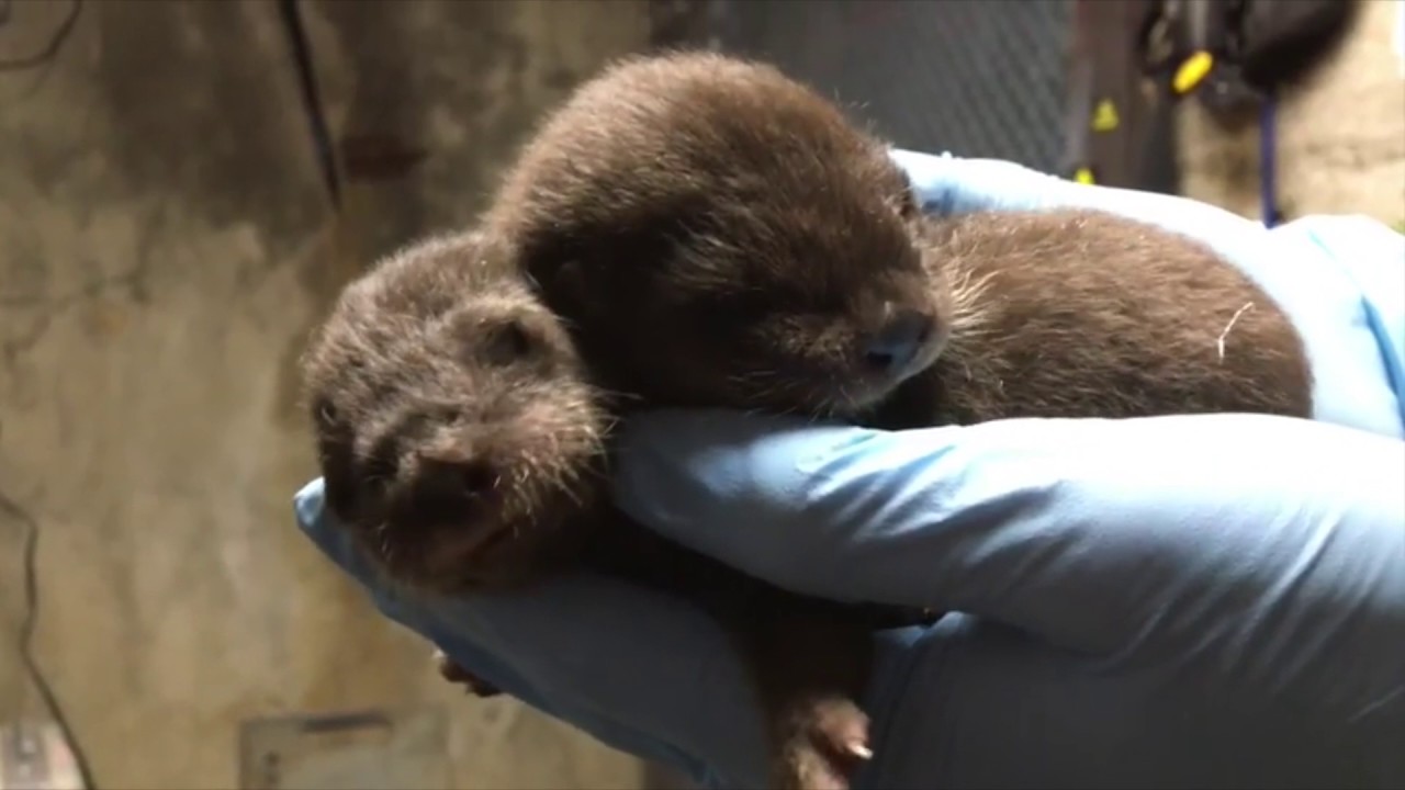 Baby Otters Born At The Oregon Zoo, And They Are Adorable