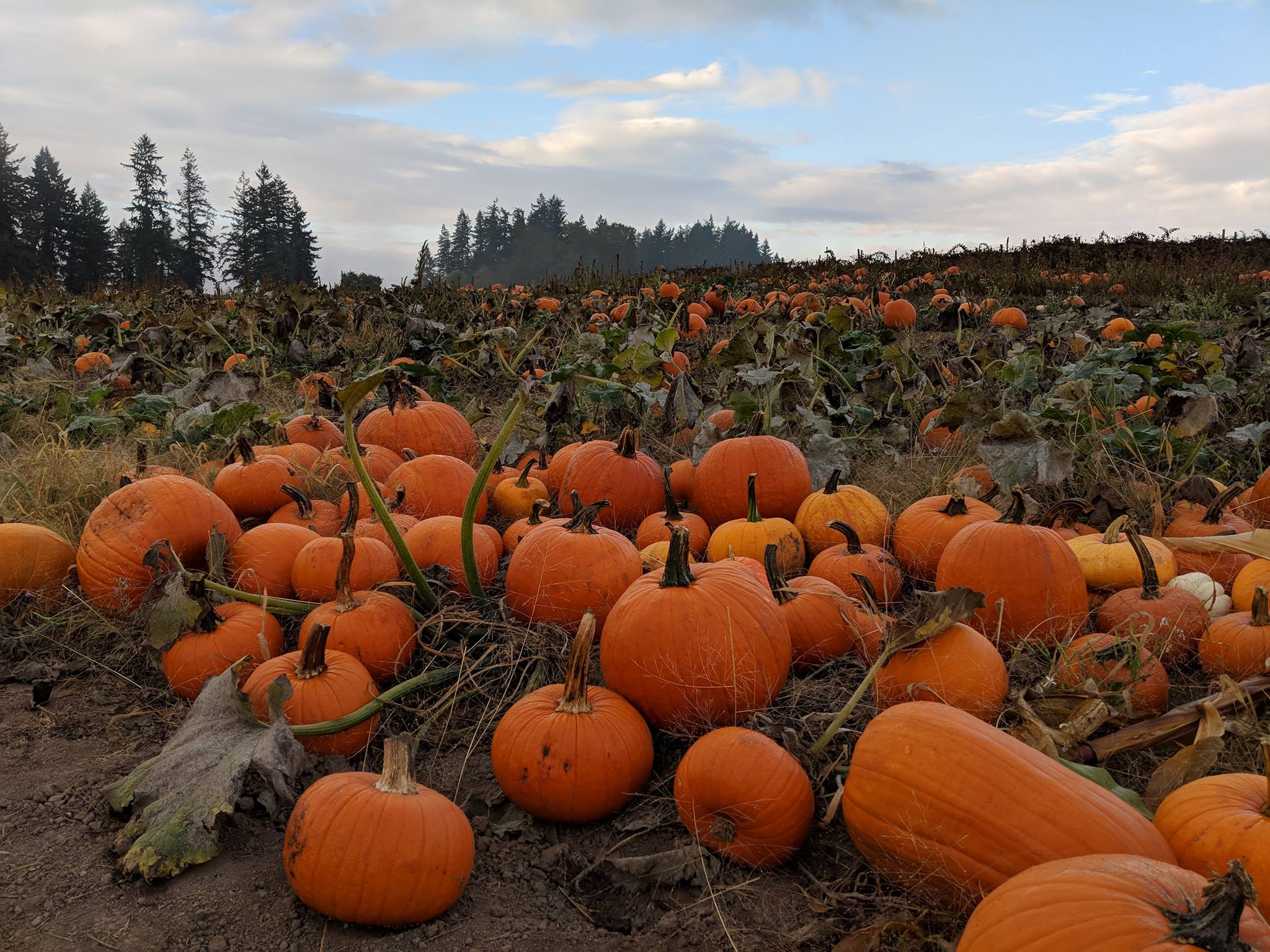 7 Amazing Oregon Pumpkin Patches You Have To Visit in 2019