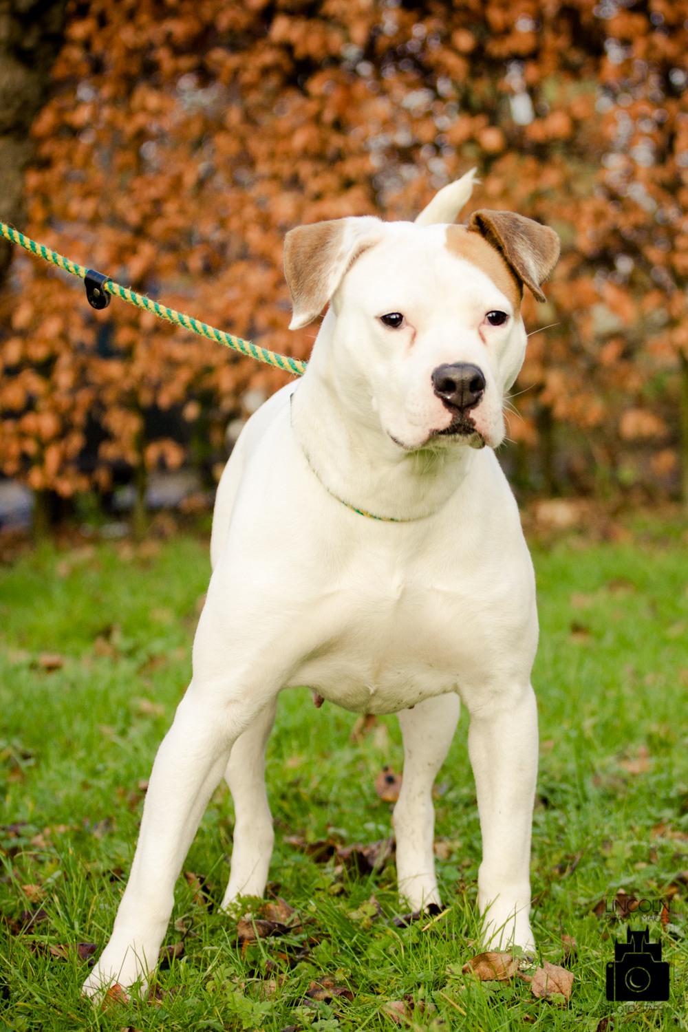 Lincolnshire Rescue Kennels Ingham