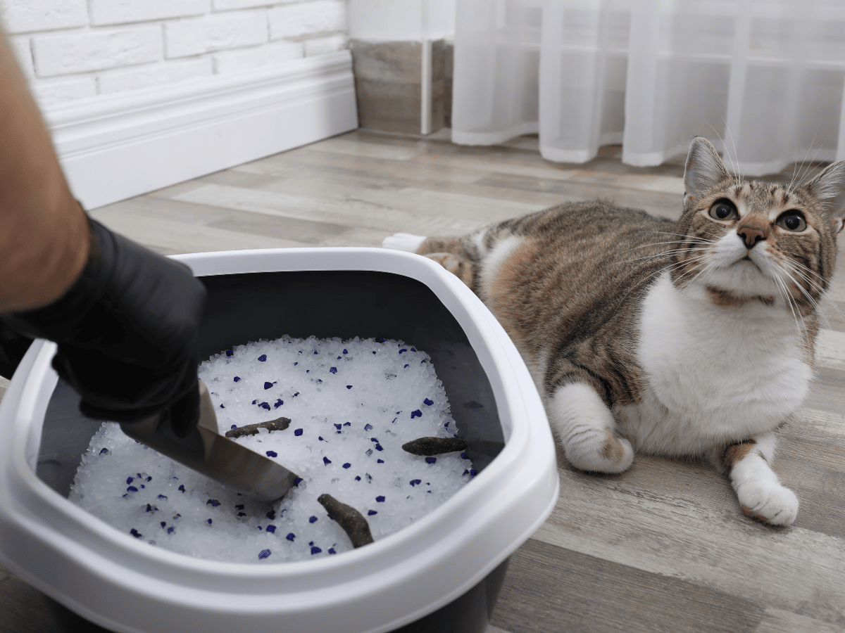 Where to Put a Cat Litter Box in a [REALLY] Small Apartment?