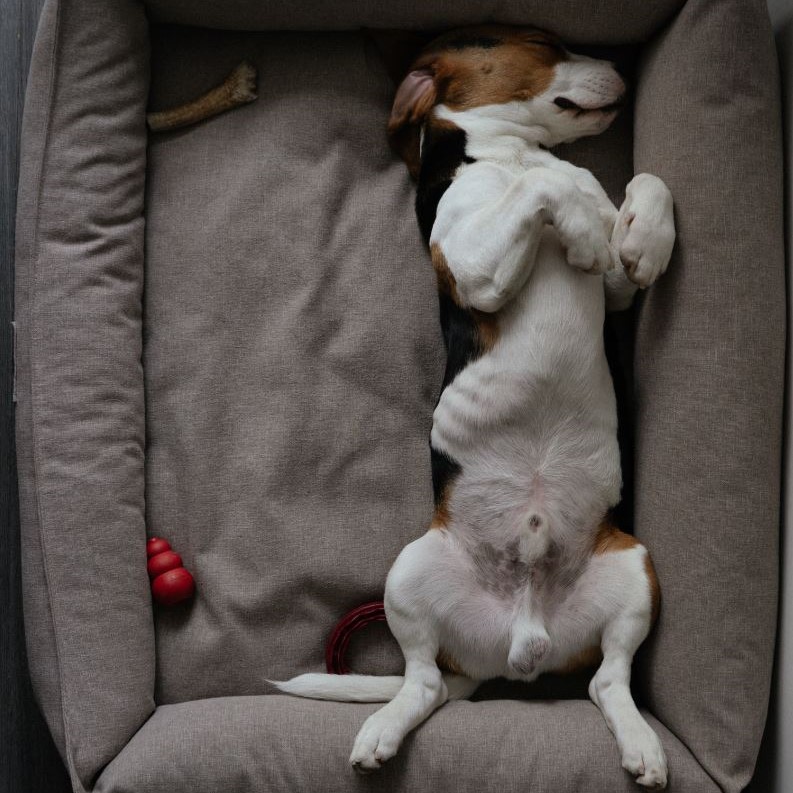 Dog Boarding That's So Fetch!