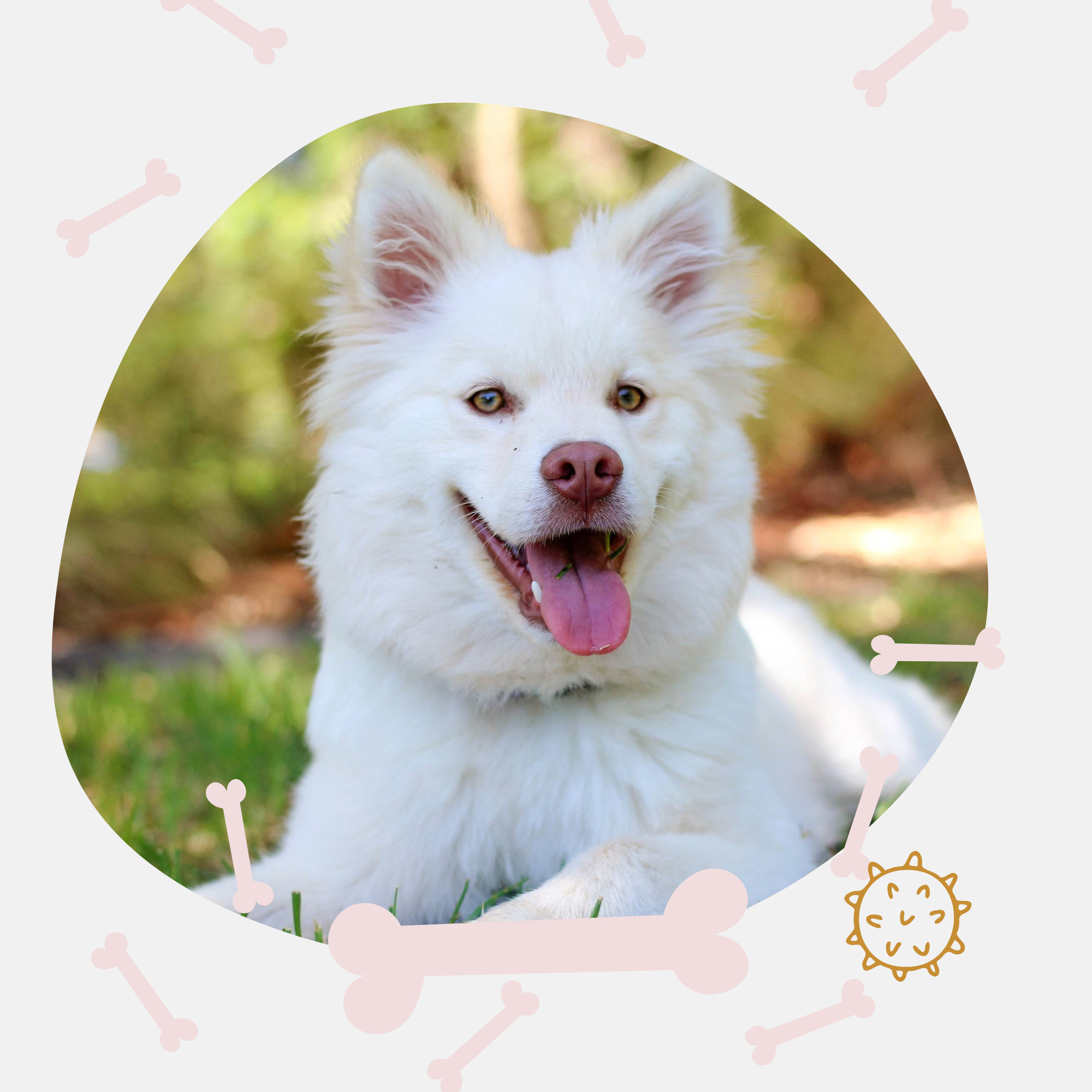 How to Ensure a Fun and Safe Experience at Dog Daycare?