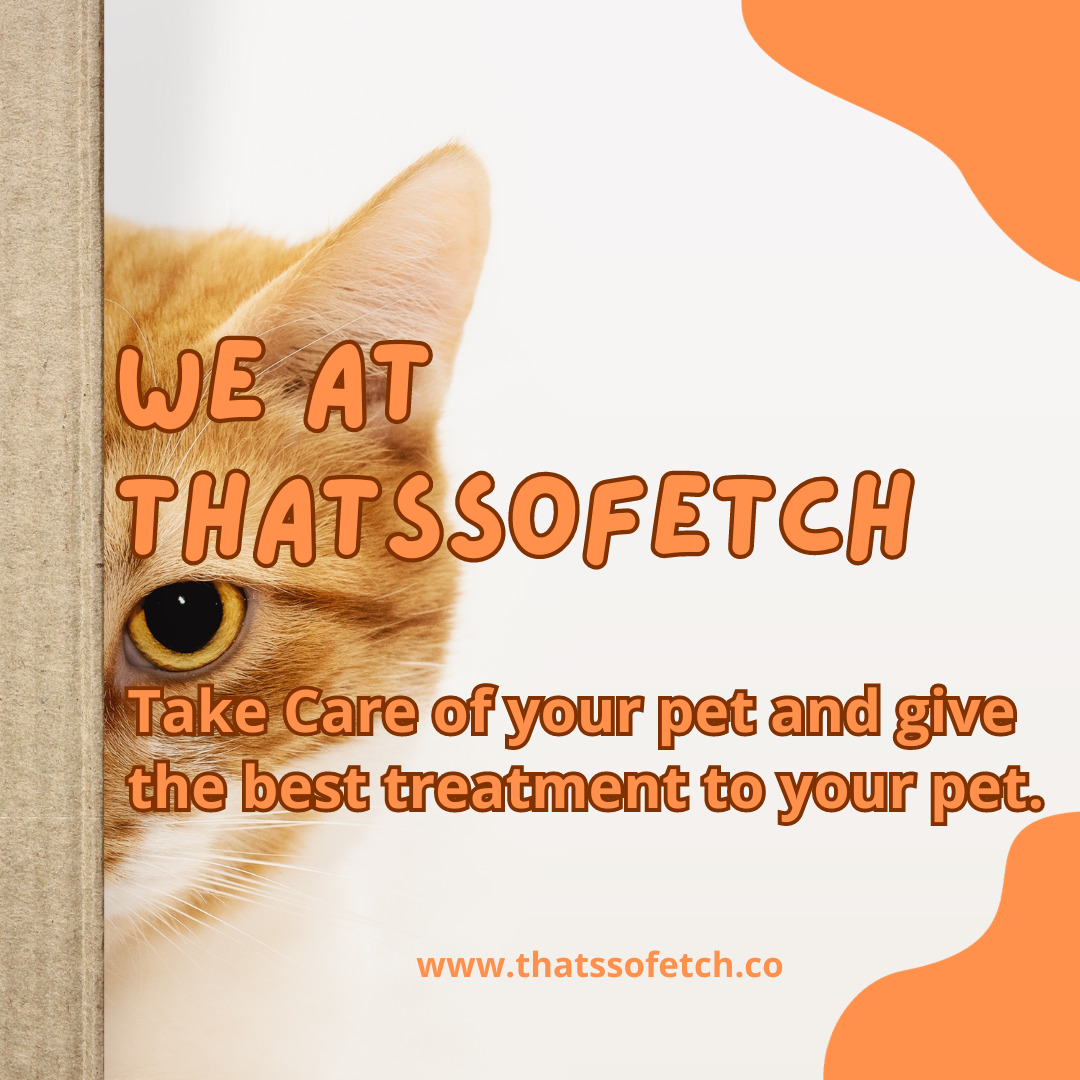 Bringing the Best to Your Doorstep That's So Fetch's InHome Cat Care