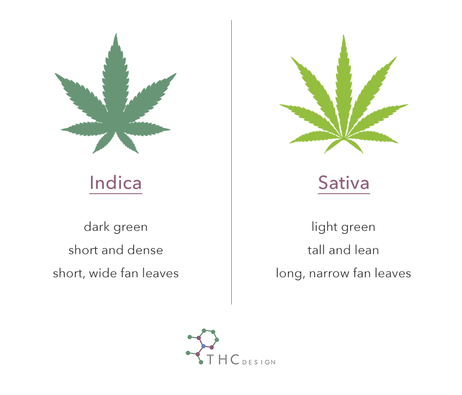 Indica vs Sativa Key Differences Explained THC Design