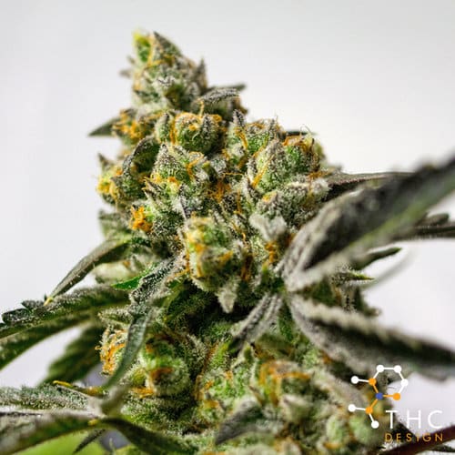Orange Cookies Strain Cannabis Strain Information THC Design