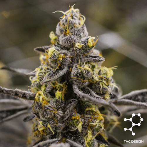 Our Strains THC Design