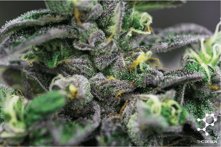 Ice Cream Cake Cannabis Strains THC Design Cannabis Cultivator