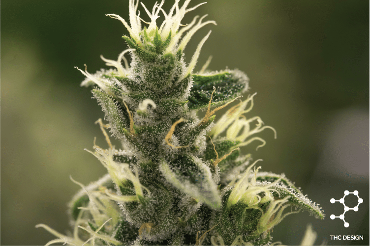 Lime Slurps Cannabis Strains THC Design Cannabis Cultivator in CA