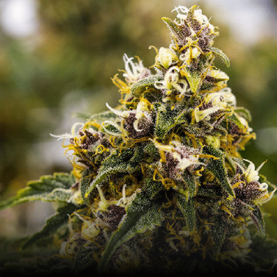 Forbidden Fruit Strain Cannabis Strain Information THC Design