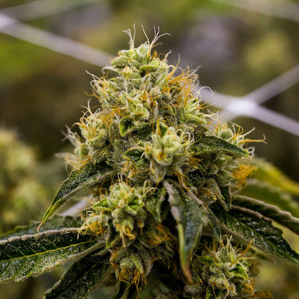 Triangle Kush Strain Cannabis Strain Information THC Design