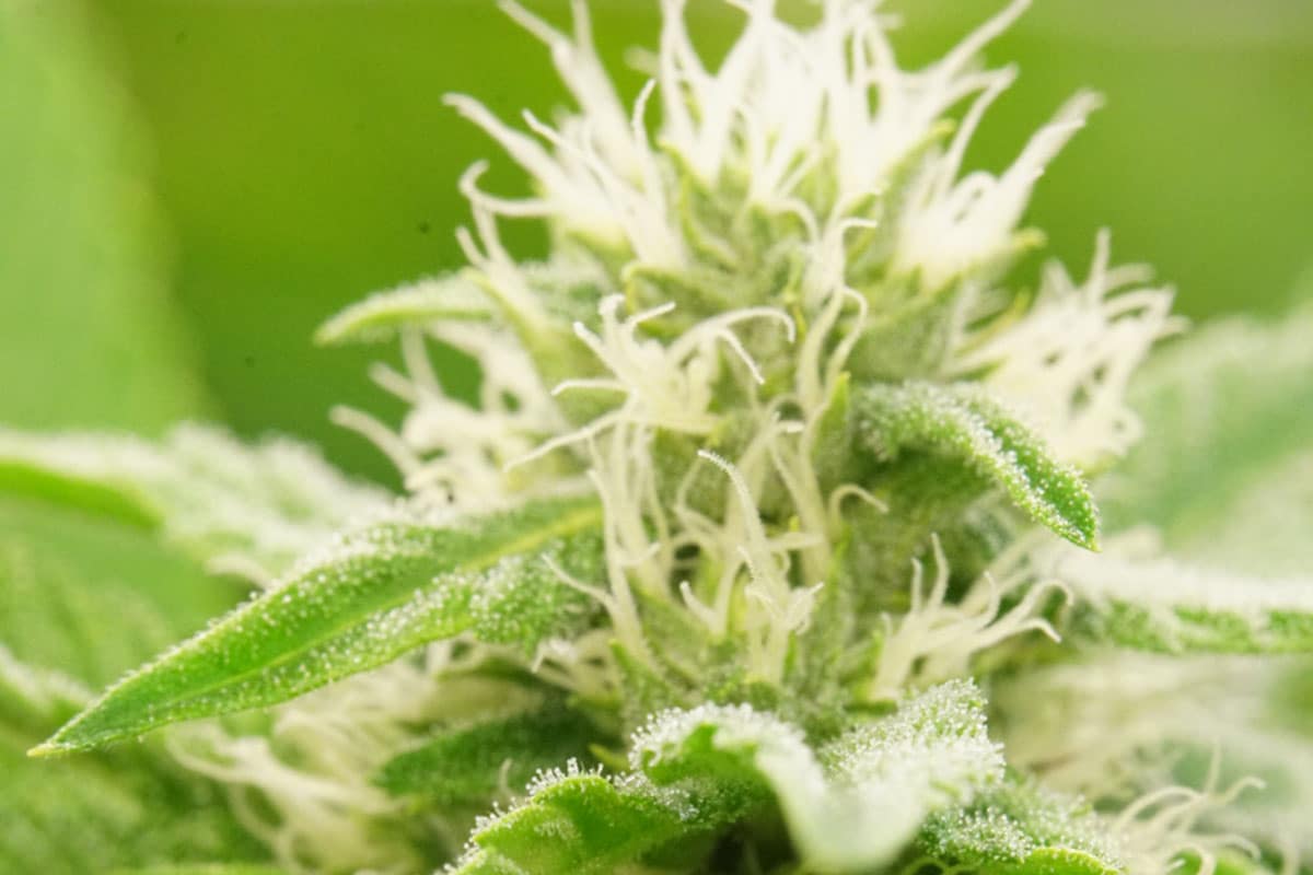 Pink Cookies Strain Cannabis Strain Information THC Design