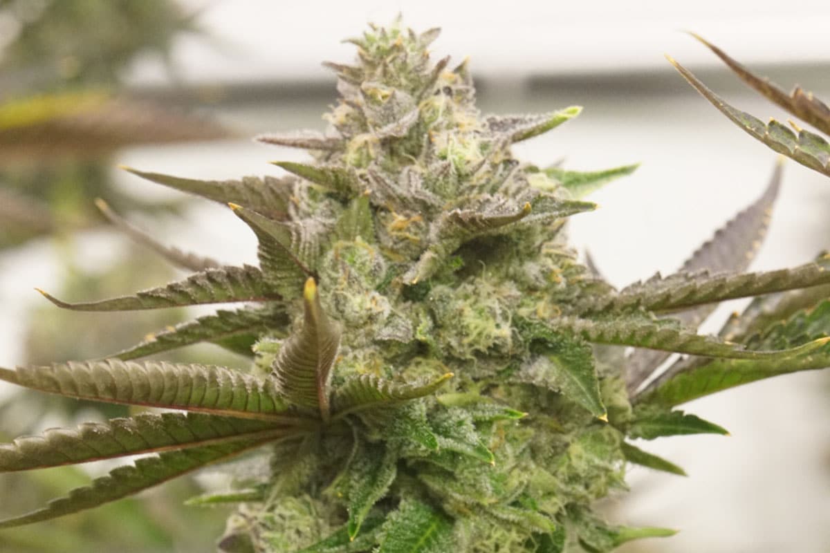 Pink Cookies Strain Cannabis Strain Information THC Design