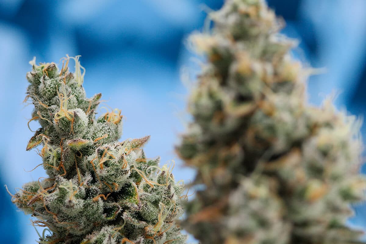 Garlic Cocktail THC Design The Best Cannabis Cultivator In California