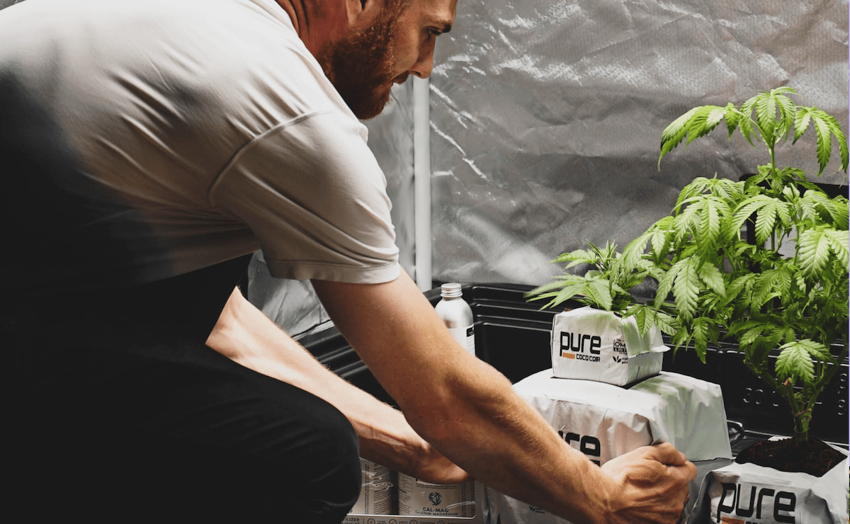 Comprehensive Guide to Growing Cannabis for Beginners