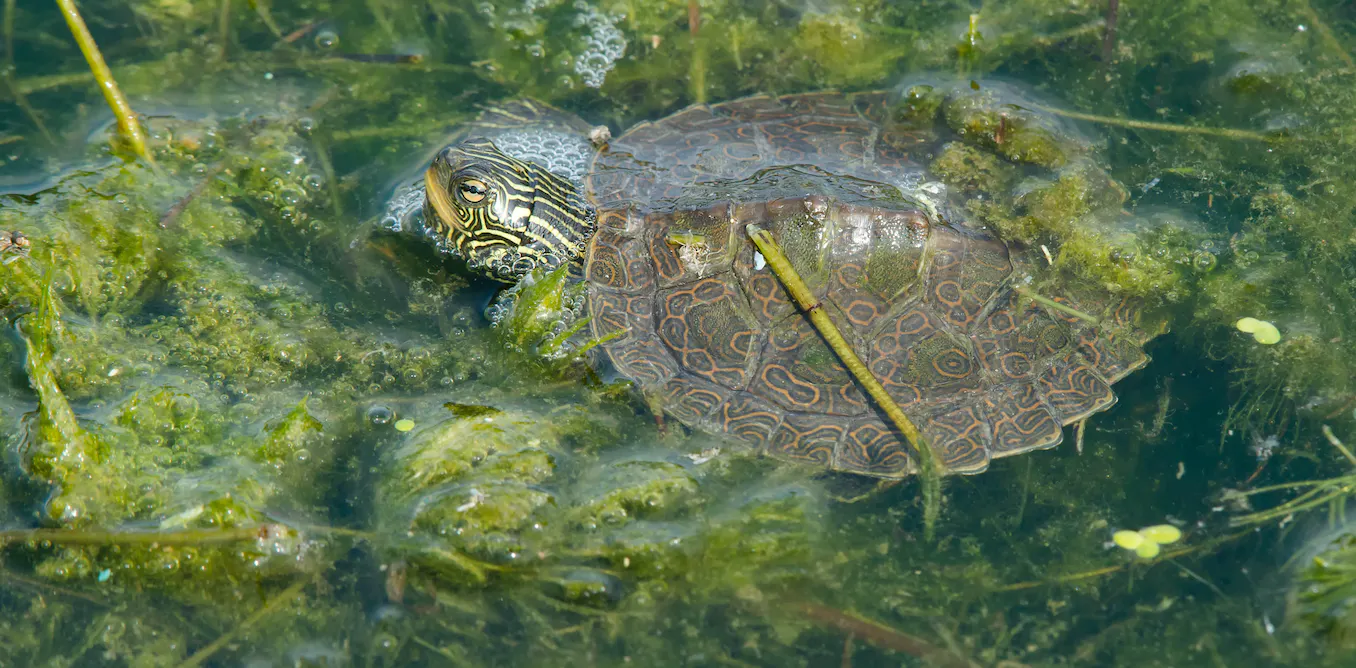 Northern map turtles survive cold winter conditions by staying active