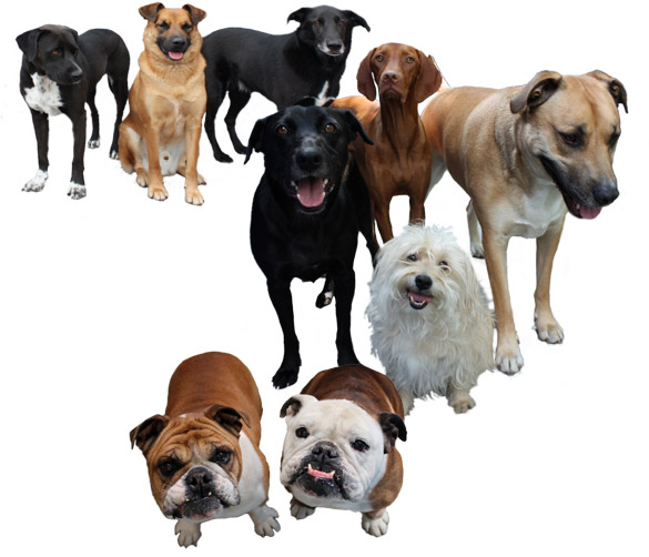 Doggy Daycare/Dog Daycare Denver Metro from The Big Backyard