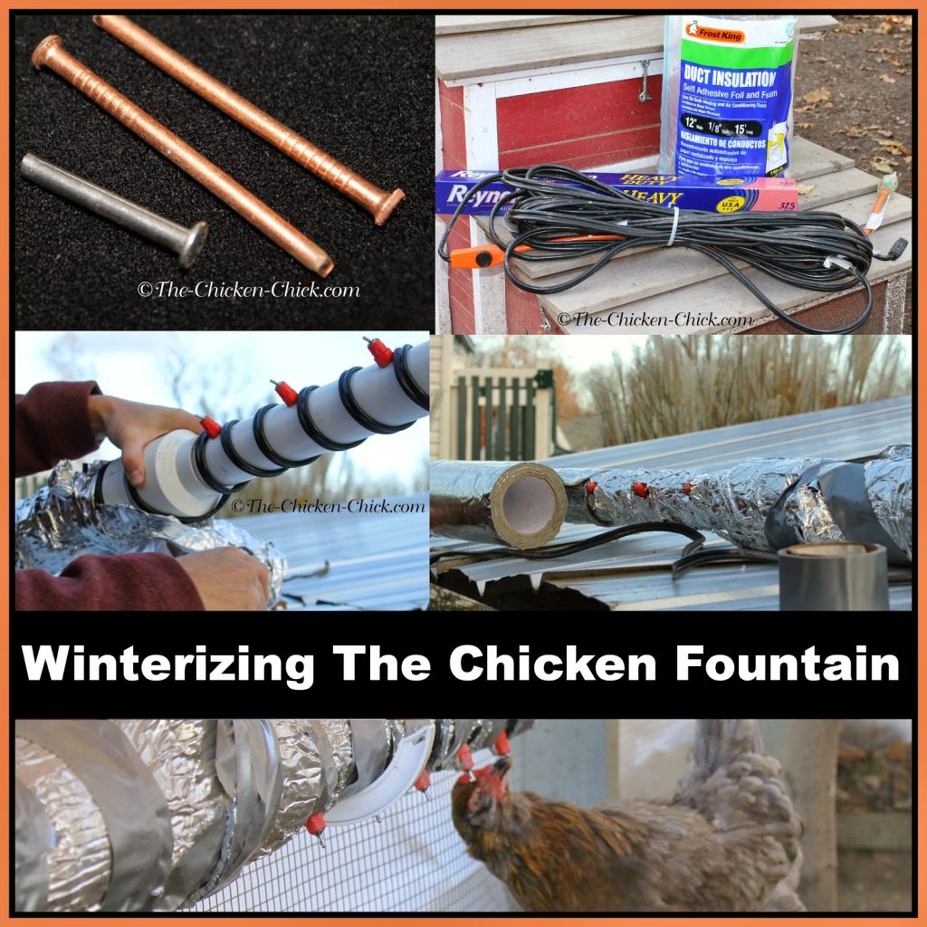 Clean Water The Advantages of Poultry Nipple Waterers The Chicken Chick®