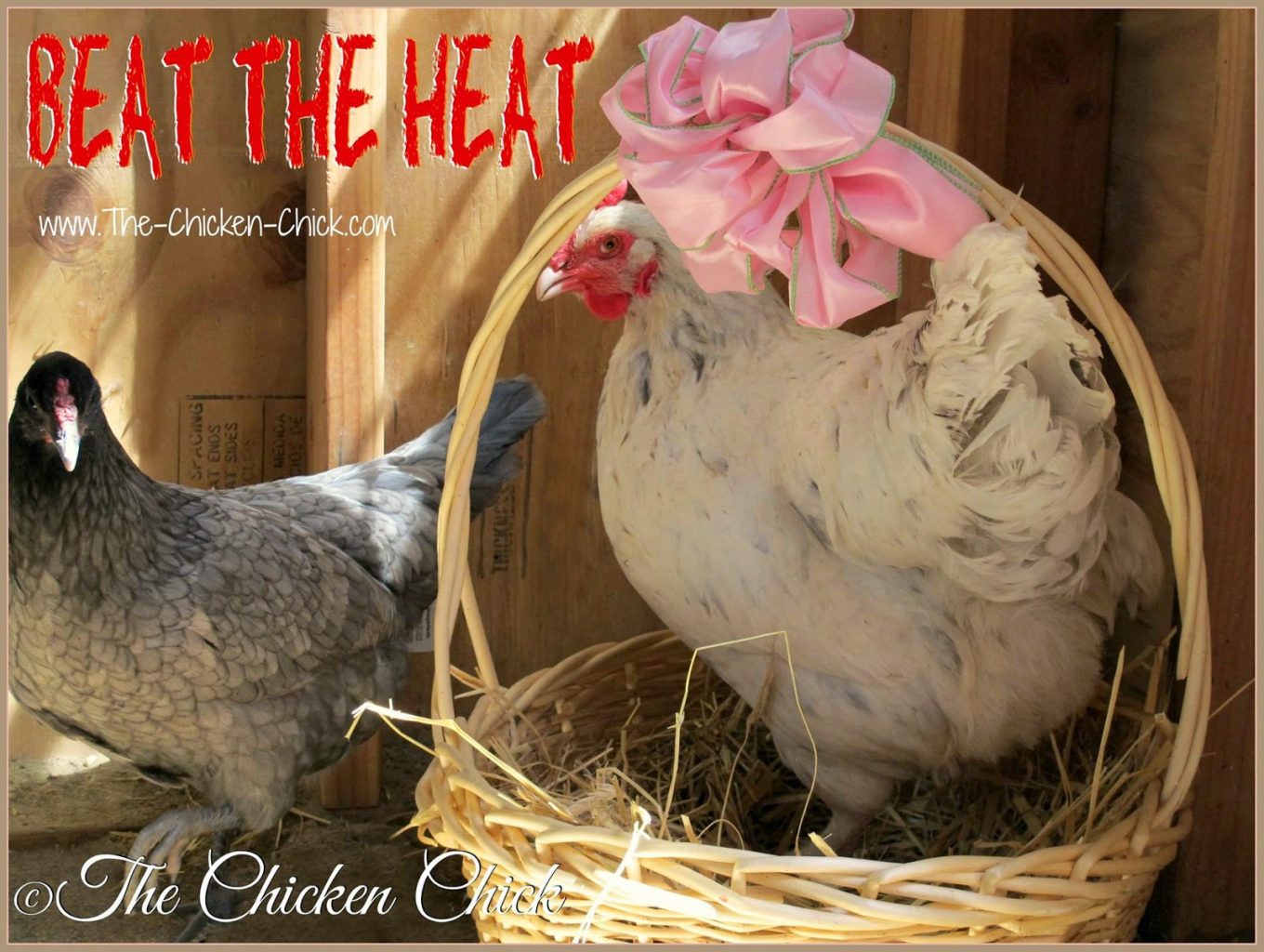 aa The Chicken Chick®